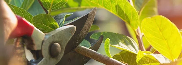 Pruning and Tree Care