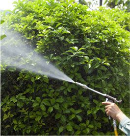 Garden Pest Control in ACT