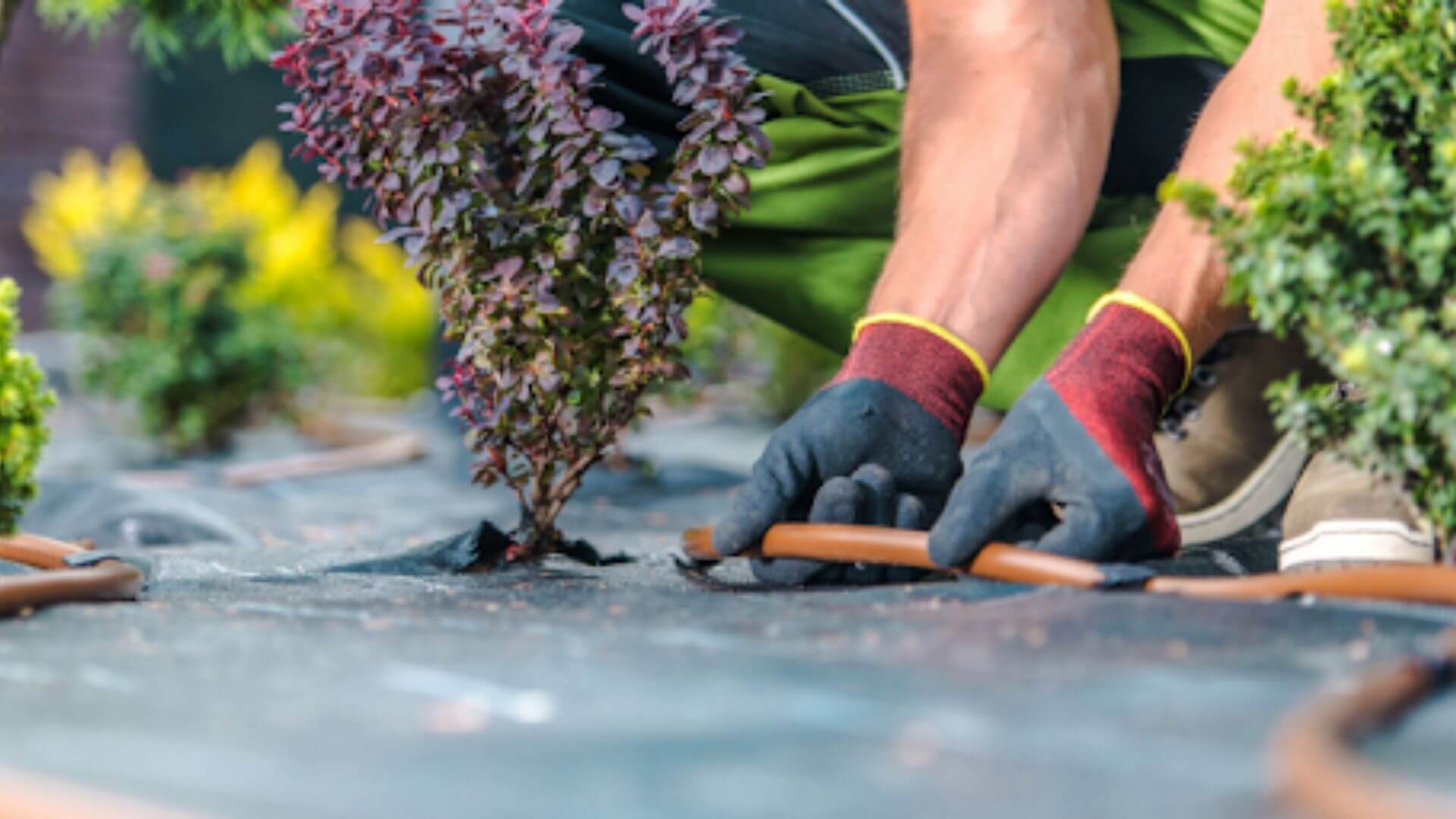Low-Maintenance Garden