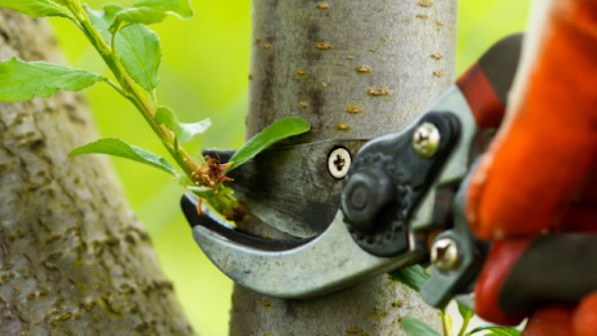 Healthy Trees and Your Property