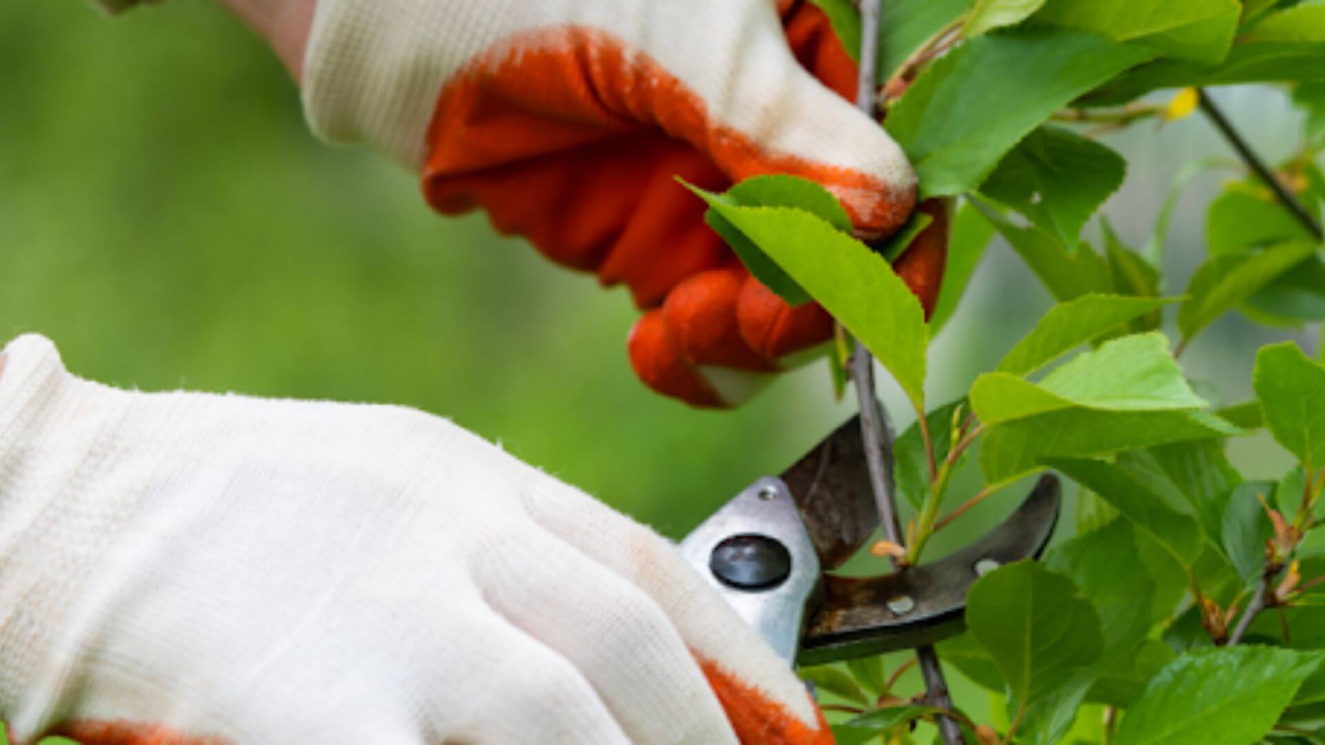 Healthy Trees and Your Property