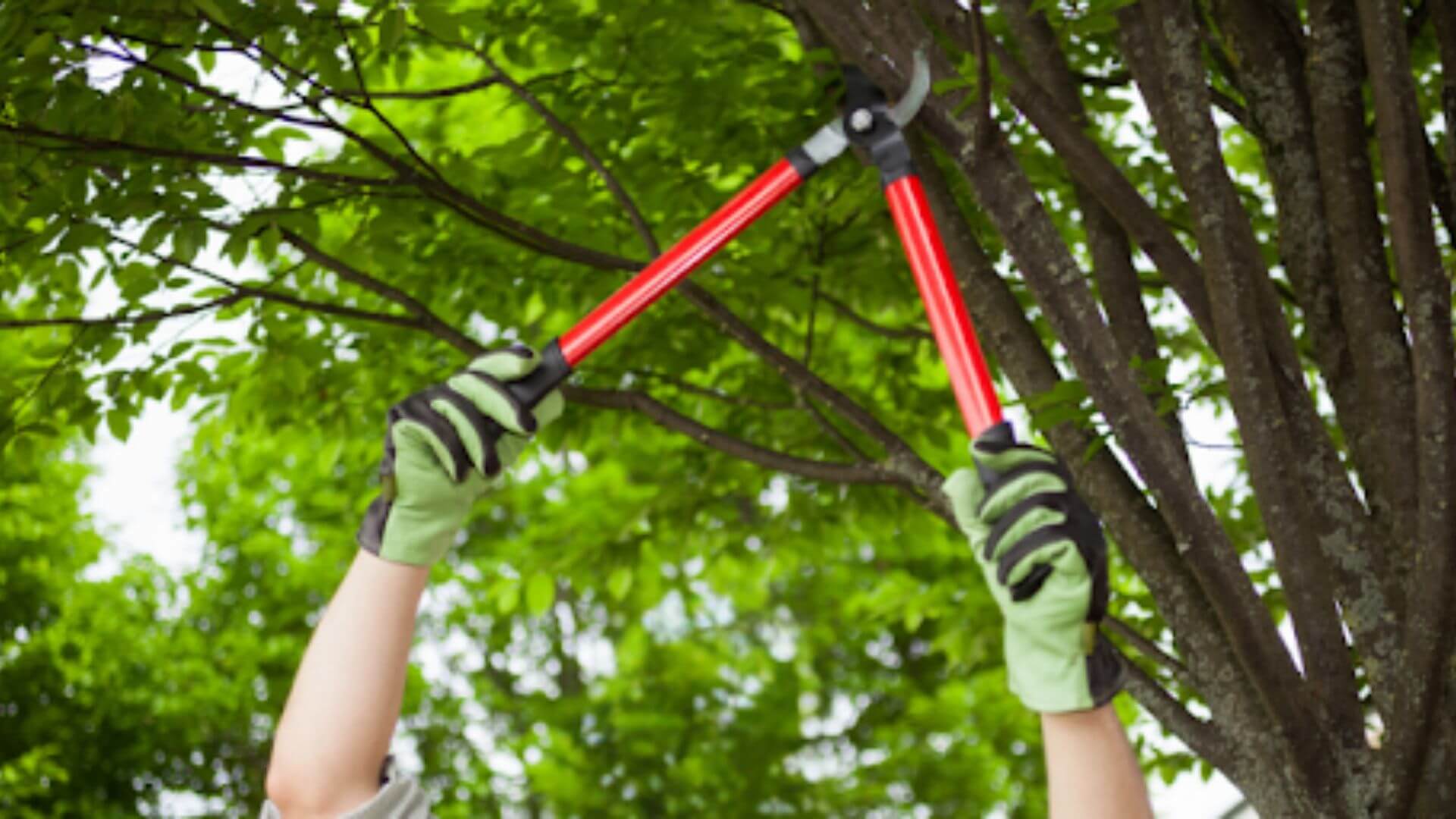 Healthy Trees and Your Property