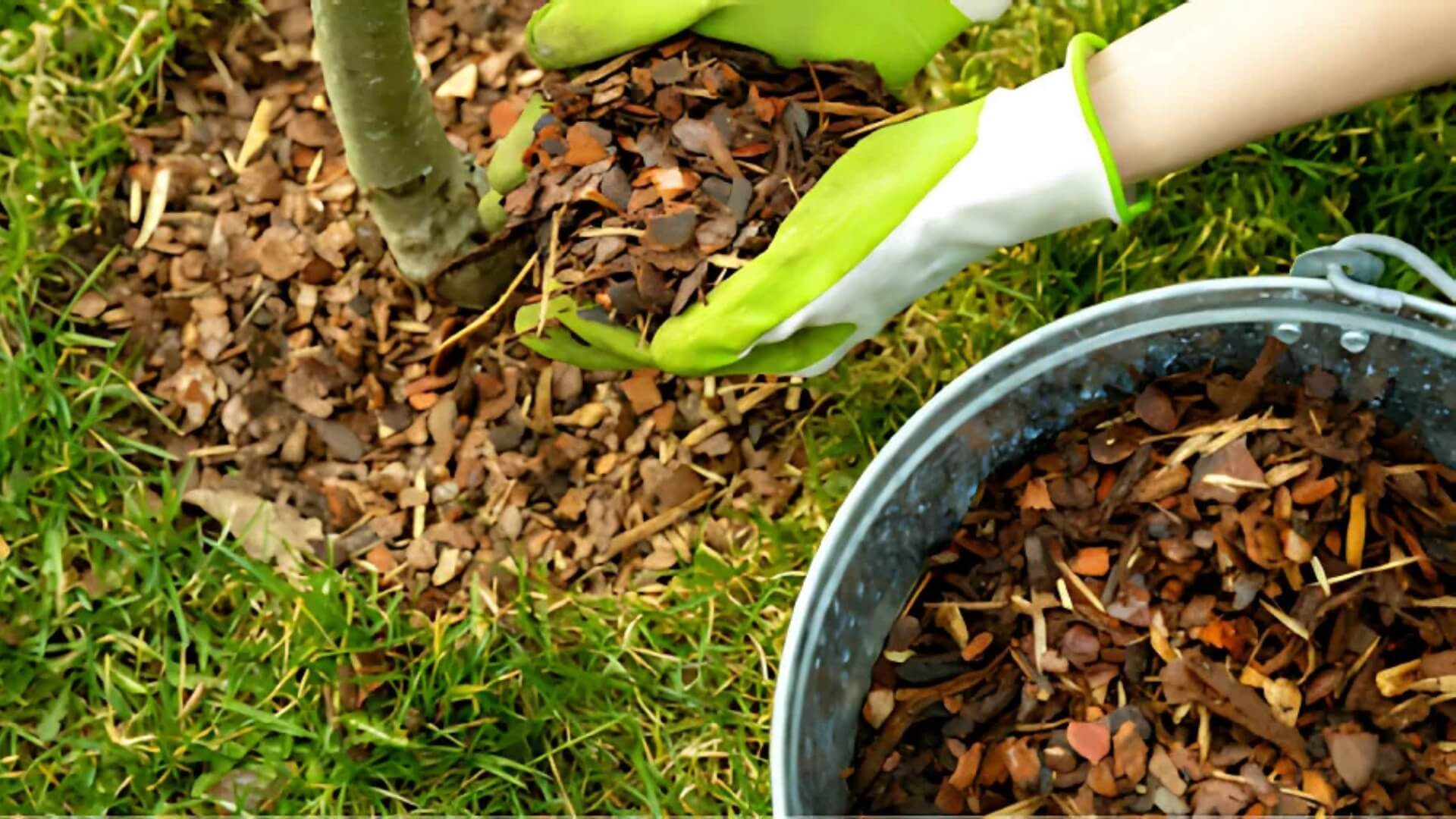 Plant Growth and Maintenance