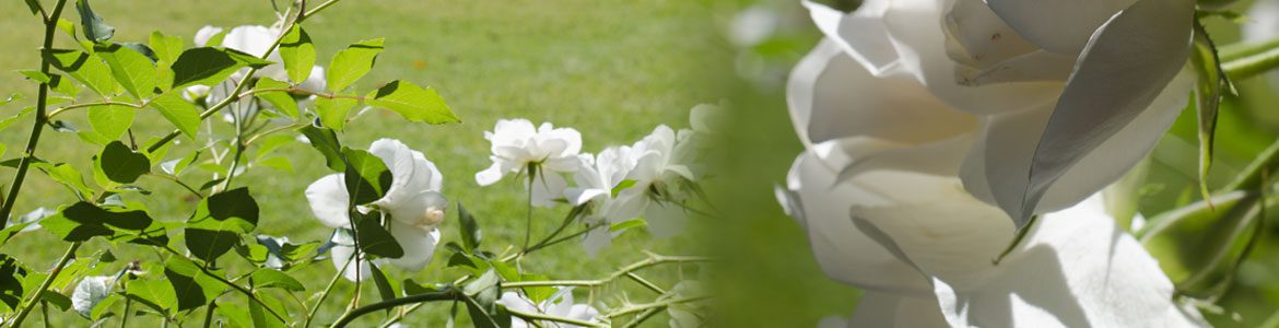 Fox Mowing ACT Commercial Garden Maintenance Services