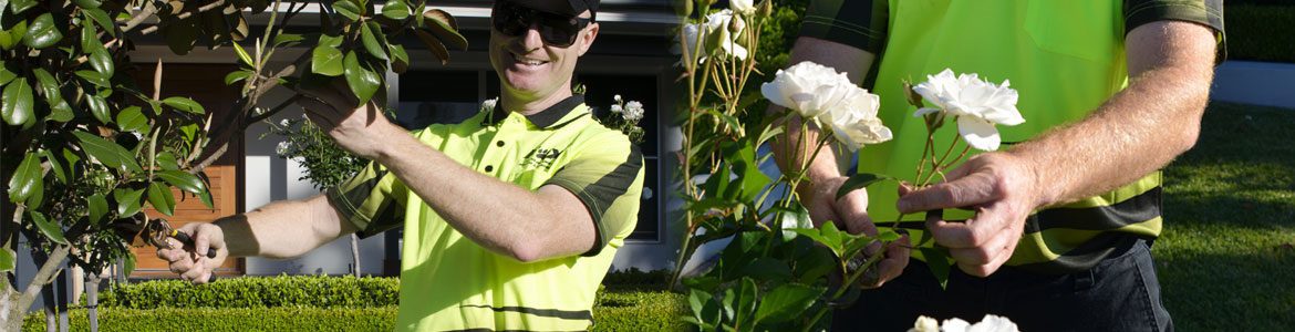 Fox Mowing ACT Hedging and Pruning Services