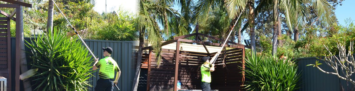 Fox Mowing ACT Tree Trimming Services